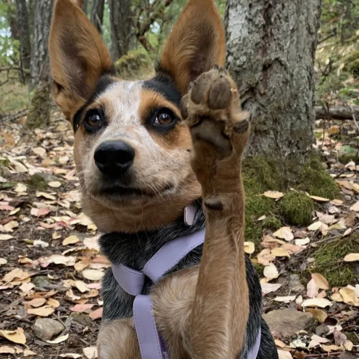 Purple Lilac Harness