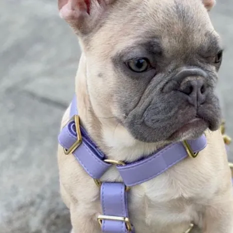 Purple Lilac Harness